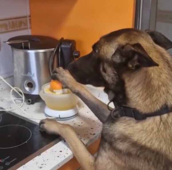 Son chien lui prépare un délicieux petit-déjeuner, vous n’allez pas le croire