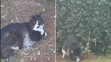 Son frère est décédé, ce chat très triste se rend sur sa tombe chaque jour
