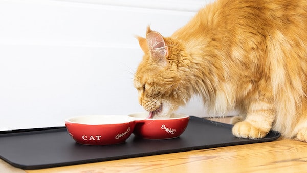 Tout savoir sur l’alimentation d’un chat âgé : comment bien le nourrir