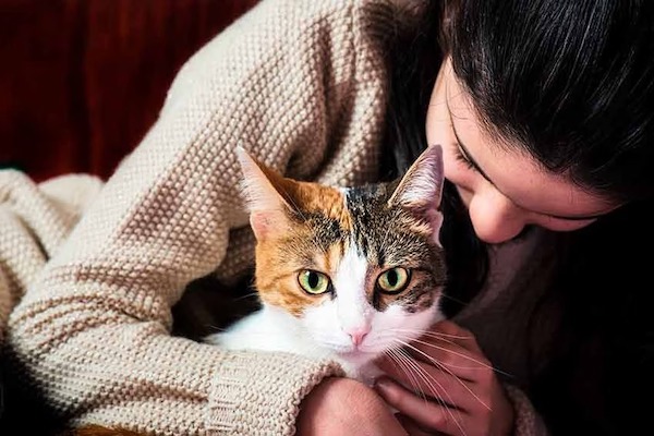 Tout savoir sur les races de chats qui tombent rarement malades
