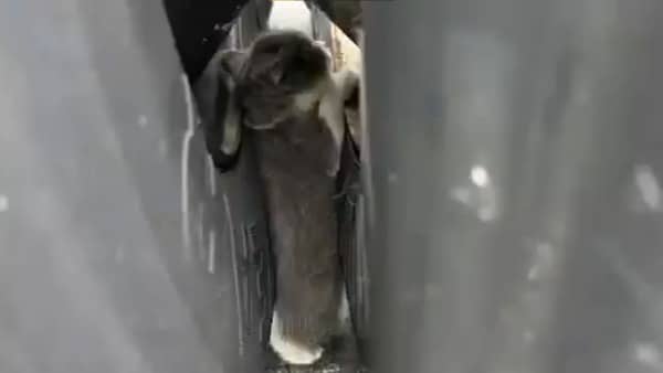 Un chauffeur découvre un chat coincé dans la roue de son camion, la police intervient