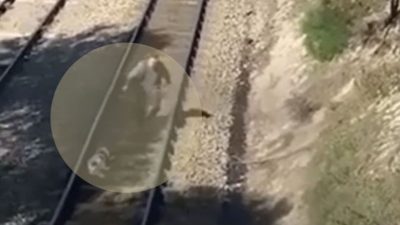 Un chien terrorisé est coincé au milieu d’une voie ferrée, ce héros inattendu débarque