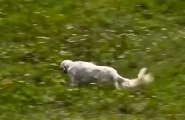 Un chiot setter anglais âgé de 80 jours montre ses talents de jeune chasseur, incroyable