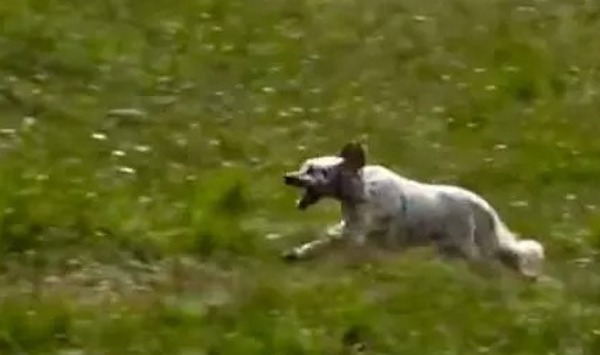 Un chiot setter anglais âgé de 80 jours montre ses talents de jeune chasseur, incroyable