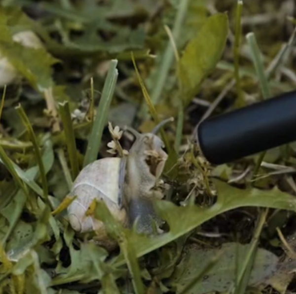 Un escargot est filmé en train de manger, le bruit qu’il fait surprend tout le monde