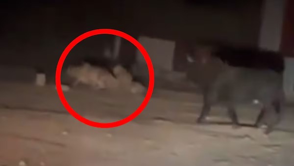 Un lion attaque soudainement une vache, un taureau a alors une réaction inattendue