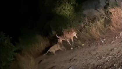 Un lion attaque soudainement une vache, un taureau a alors une réaction inattendue