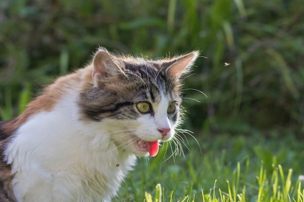 Un vétérinaire explique comment savoir si votre chat a trop chaud et comment réagir