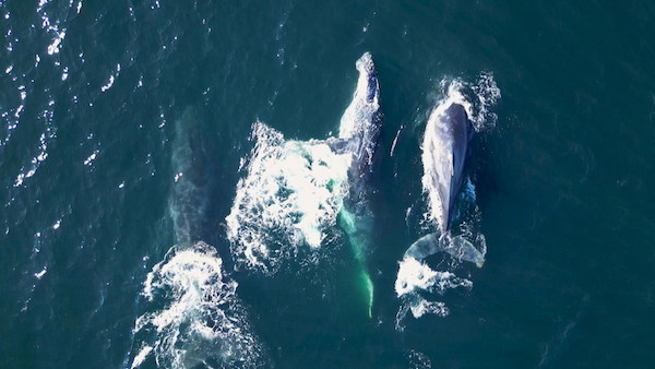 Une baleine à bosse se met à "danser" face aux touristes sur un bateau, une scène éblouissante