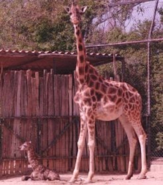 Une girafe qui appartient à l’espèce la plus menacée est née au zoo de Berlin