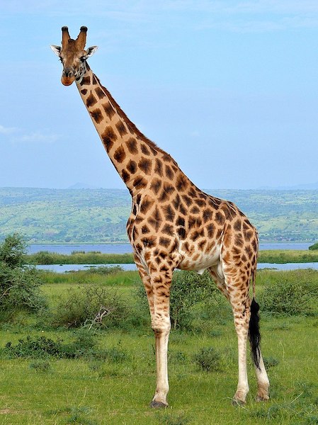 Une girafe qui appartient à l’espèce la plus menacée est née au zoo de Berlin