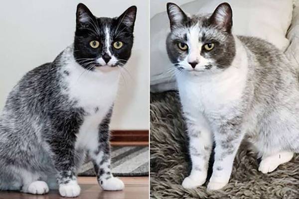 Une nouvelle couleur de pelage chez les chats finlandais apparaît suite à une mutation génétique selon des experts
