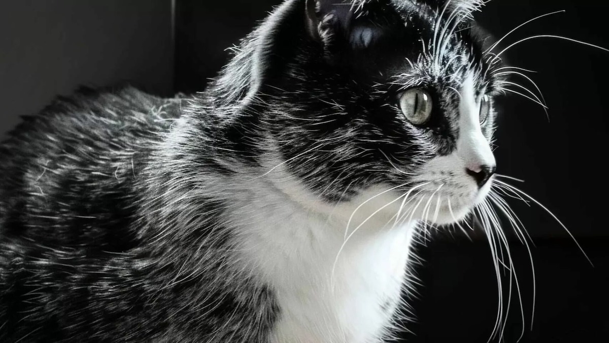 Une nouvelle couleur de pelage chez les chats finlandais apparaît suite à une mutation génétique selon des experts