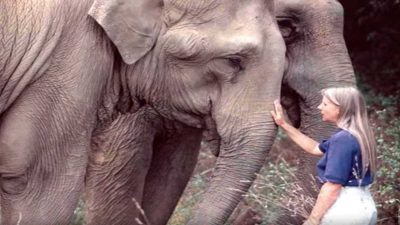 Voici comment réagissent les éléphants lorsqu’ils sont libérés de leur captivité, c’est déchirant