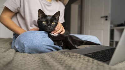 Votre chat communique avec vous : la signification des 5 comportements les plus courants