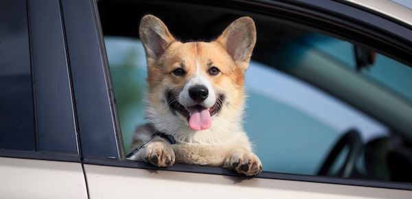 Votre chien peut-il s’installer sur le siège passager de votre voiture ? Ce que dit la loi
