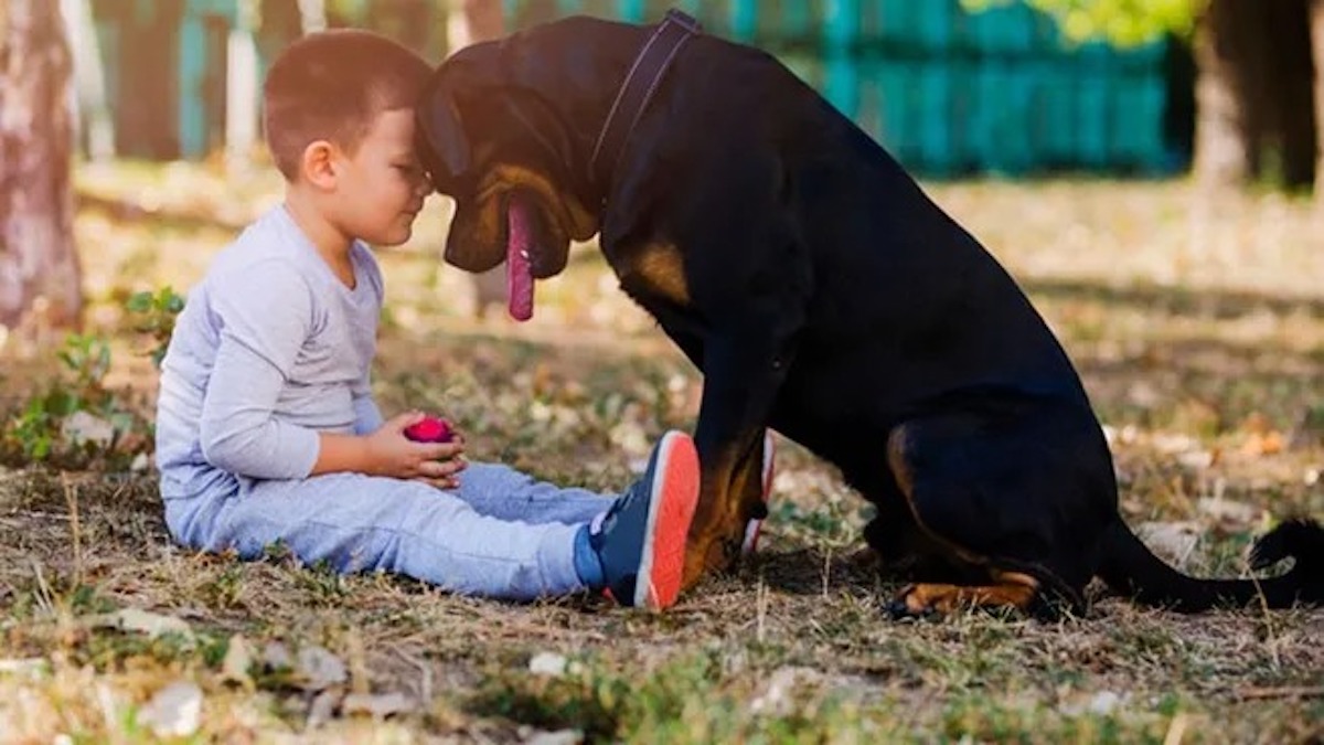 10 races de chiens à privilégier si vous avez des enfants, selon les experts
