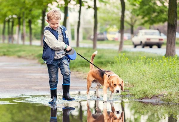 10 races de chiens à privilégier si vous avez des enfants, selon les experts