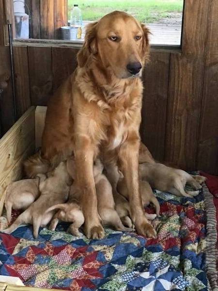 Des photos de chiens et de chats qui réalisent à quel point il est épuisant d'avoir des enfants