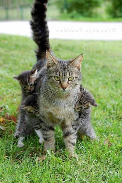 Des photos de chiens et de chats qui réalisent à quel point il est épuisant d'avoir des enfants