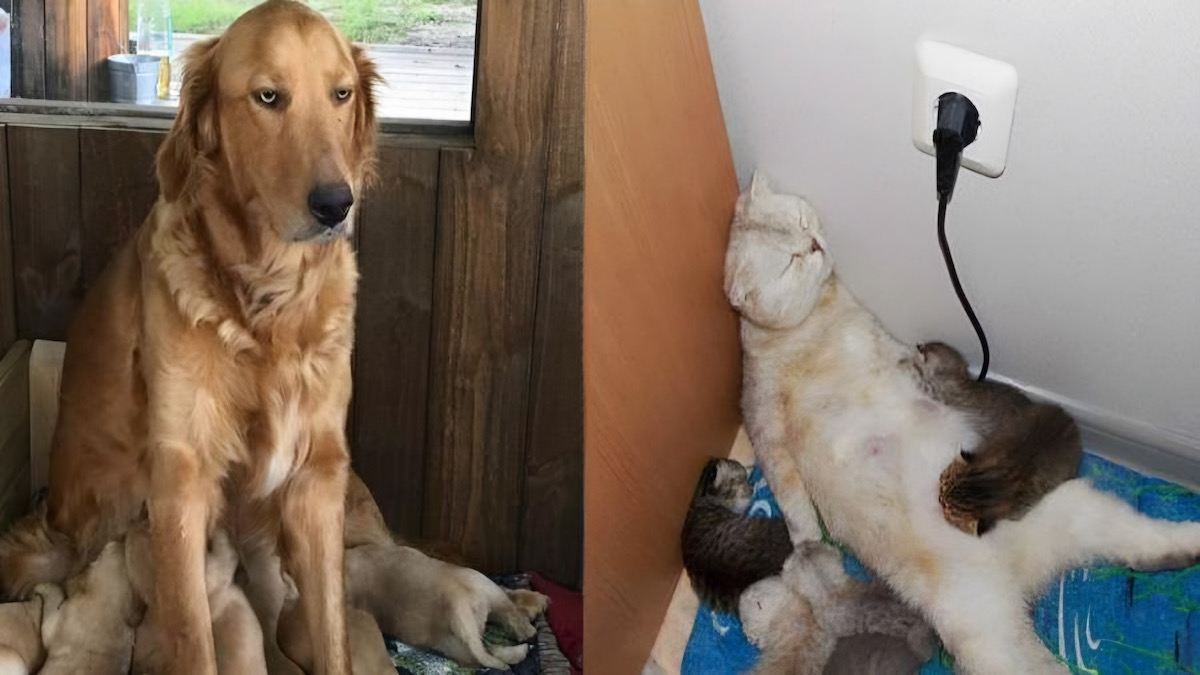 Des photos de chiens et de chats qui réalisent à quel point il est épuisant d'avoir des enfants