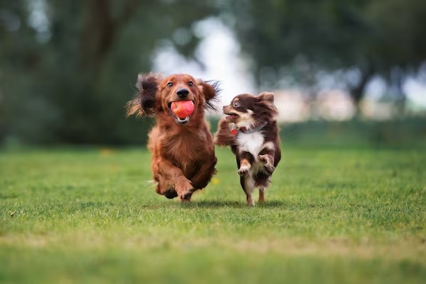 3 méthodes efficaces pour empêcher votre chien de mordre les gens