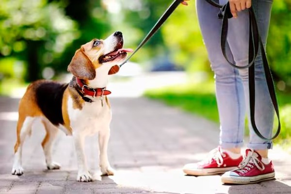 3 méthodes efficaces pour empêcher votre chien de mordre les gens