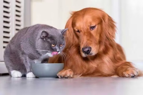 5 conseils pour prévenir l'obésité chez les chiens et les chats qui viennent d’être stérilisés