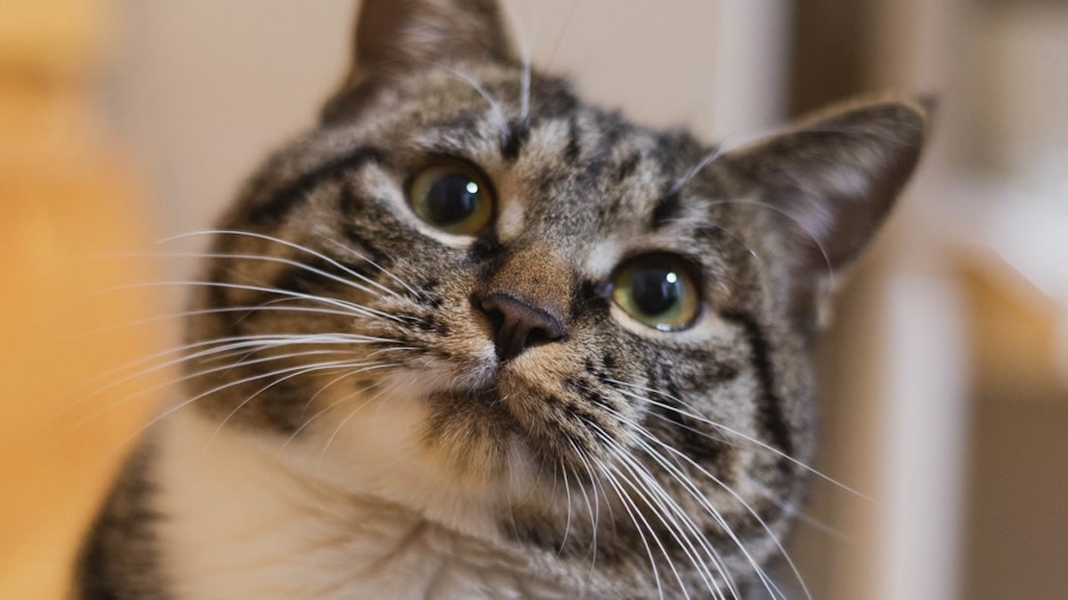 5 raisons surprenantes pour lesquelles un chat entre dans votre vie sans que vous ne le vouliez