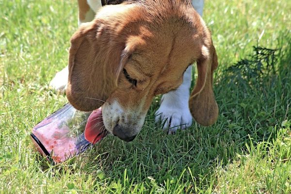 6 choses que votre chien essaie de vous dire lorsqu’il vous lèche