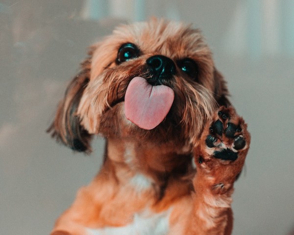 6 choses que votre chien essaie de vous dire lorsqu’il vous lèche