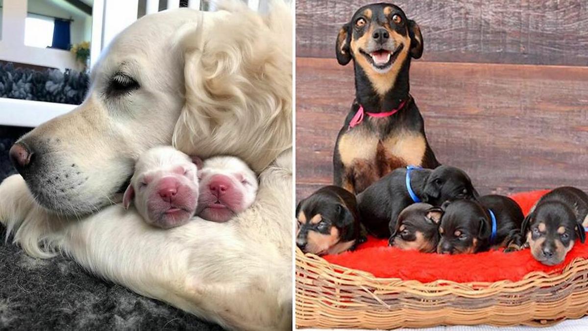6 mamans chiens très fières de leurs petits chiots