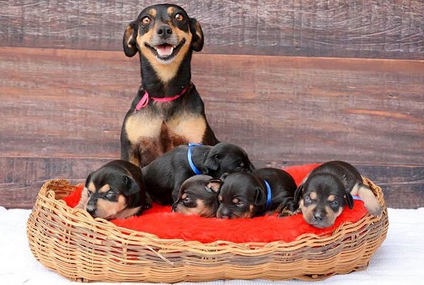 6 mamans chiens très fières de leurs petits chiots