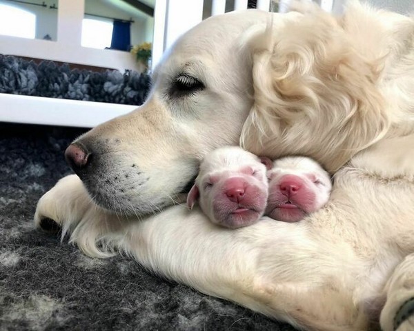 6 mamans chiens très fières de leurs petits chiots