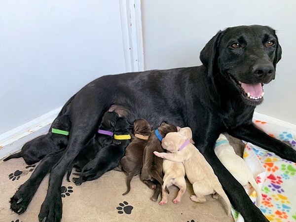 6 mamans chiens très fières de leurs petits chiots