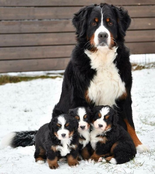 6 mamans chiens très fières de leurs petits chiots