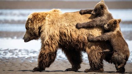 6 photos les plus drôles du monde animal, dont certaines nominées au concours Comedy Wildlife Photography