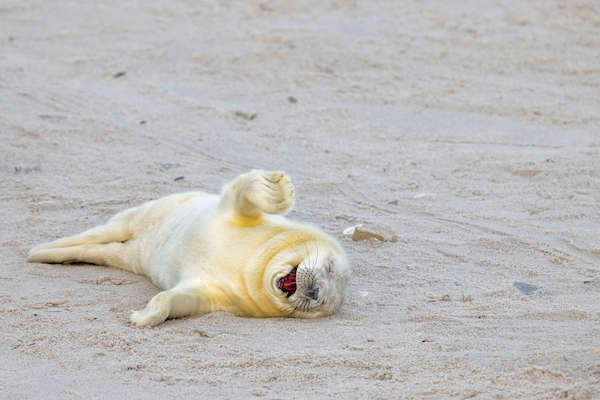 6 photos les plus drôles du monde animal, dont certaines nominées au concours Comedy Wildlife Photography