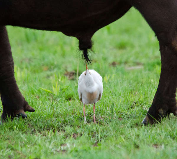 6 photos les plus drôles du monde animal, dont certaines nominées au concours Comedy Wildlife Photography