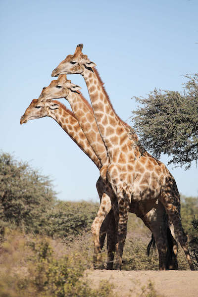 6 photos les plus drôles du monde animal, dont certaines nominées au concours Comedy Wildlife Photography