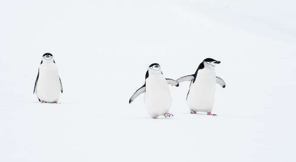 6 photos les plus drôles du monde animal, dont certaines nominées au concours Comedy Wildlife Photography