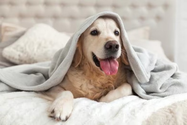 6 sons que seuls les chiens peuvent entendre selon un expert