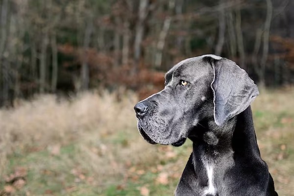 6 sons que seuls les chiens peuvent entendre selon un expert