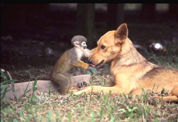 7 photos d'amitié avec des animaux parmi les plus mignonnes au monde