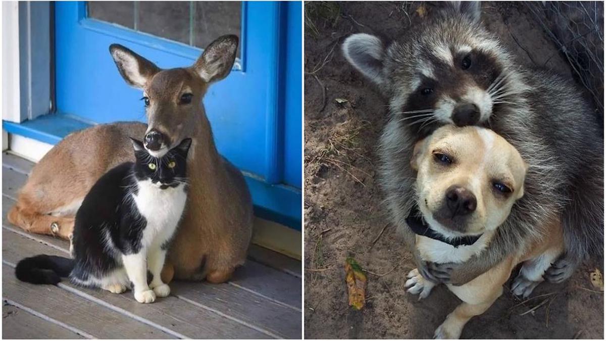 7 photos d'amitié avec des animaux parmi les plus mignonnes au monde