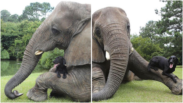 7 photos d'amitié avec des animaux parmi les plus mignonnes au monde