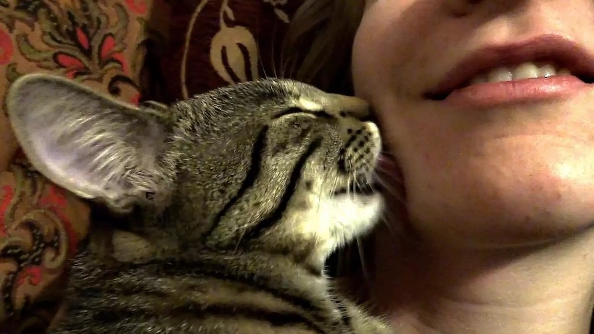 8 façons dont les chats montrent leur amour à leurs propriétaires