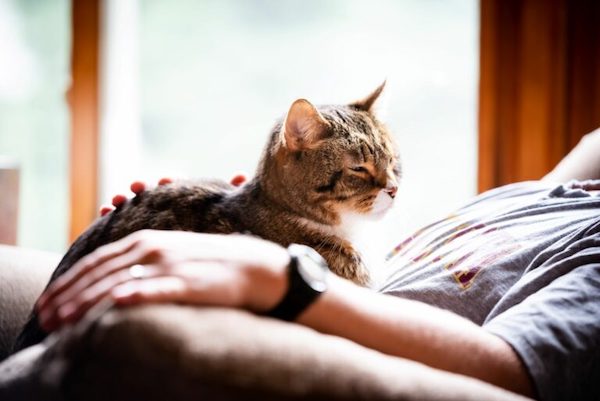 8 façons dont les chats montrent leur amour à leurs propriétaires