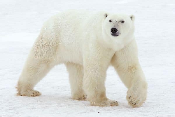 8 photos des différentes espèces d'ours qui existent dans le monde