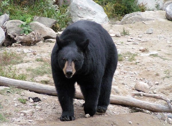 8 photos des différentes espèces d'ours qui existent dans le monde